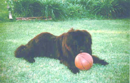 reggball.jpg (16100 bytes)